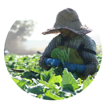 farmworker