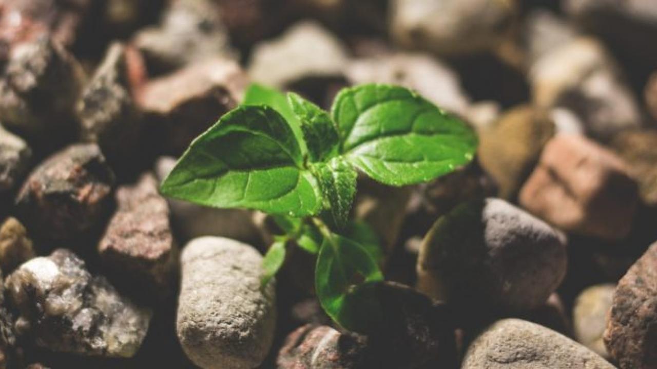 Image of seedling