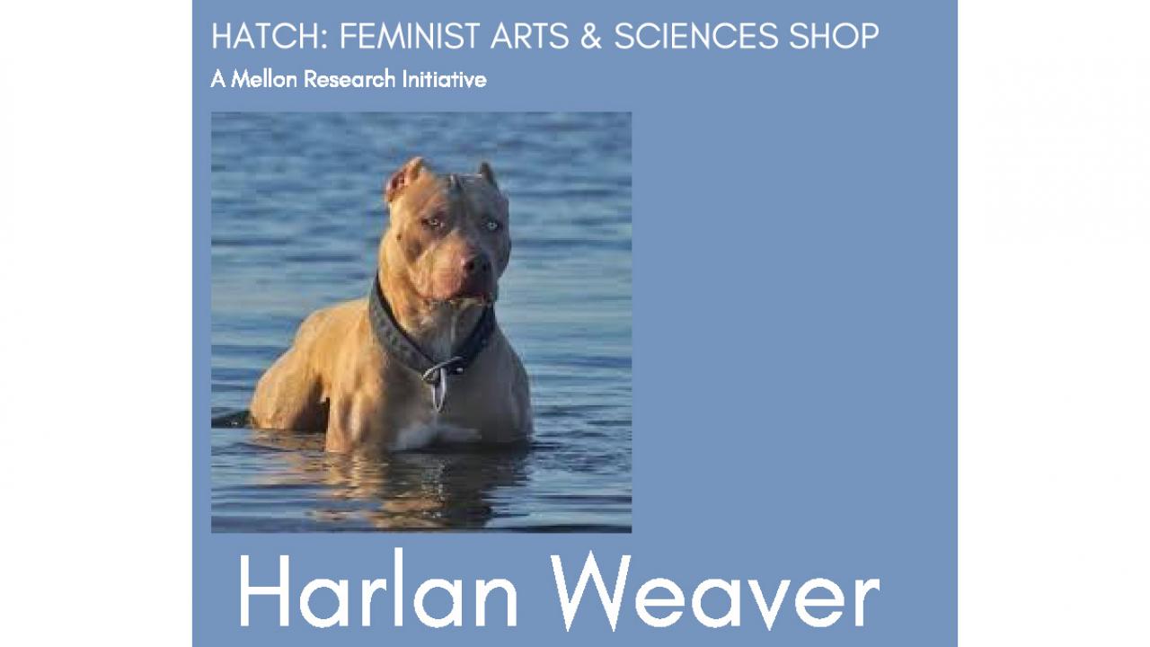 Harlan Weaver announcment with photo of pit bull standing in water