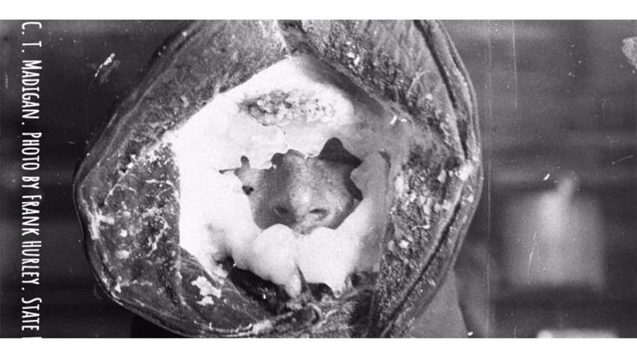Polar Day event image: black and white medium close-up of a hooded, snow-covered face