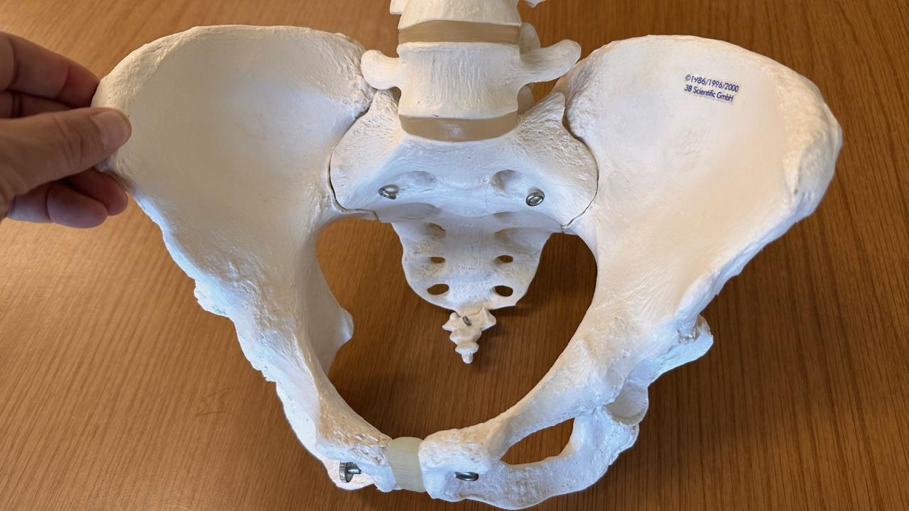 Skeletal model of a typical cis woman's pelvis