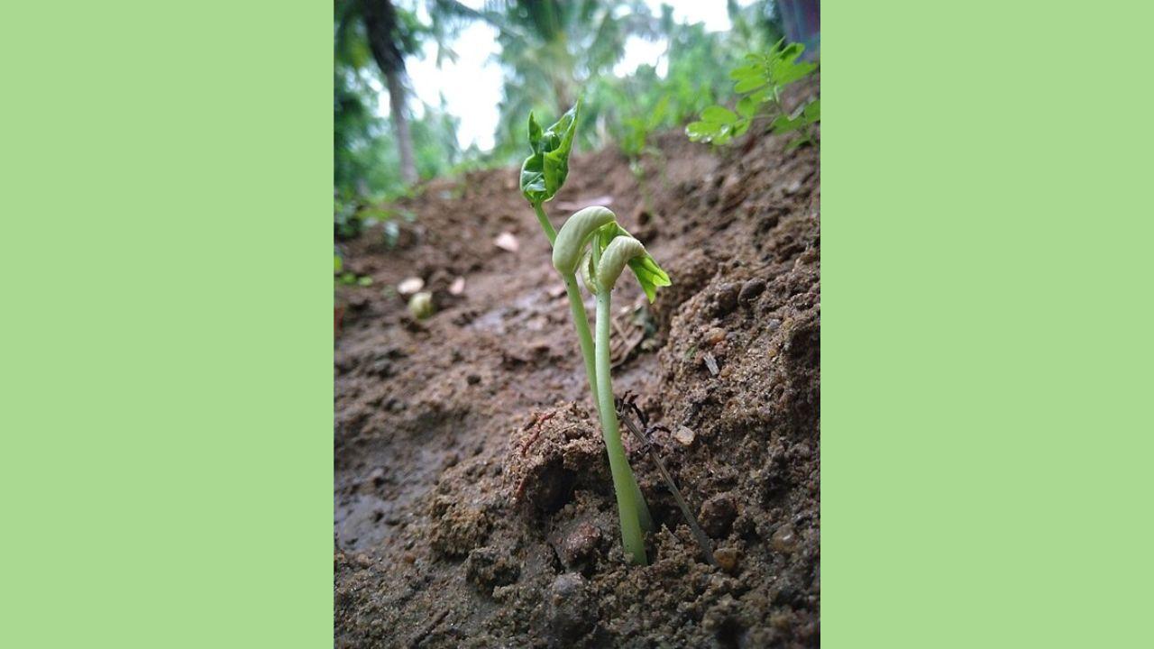 Single small green seedling sprouting from moist soil, low-angle view with blurred trees.