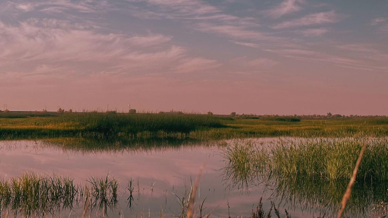 Yolo Bypass