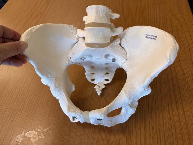 Skeletal model of a typical cis woman's pelvis