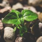 Image of seedling