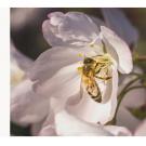 Multiple Funding Opportunities with the Feminist Research Institute (image of bee in cherry blossom)