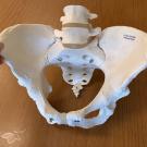 Skeletal model of a typical cis woman's pelvis